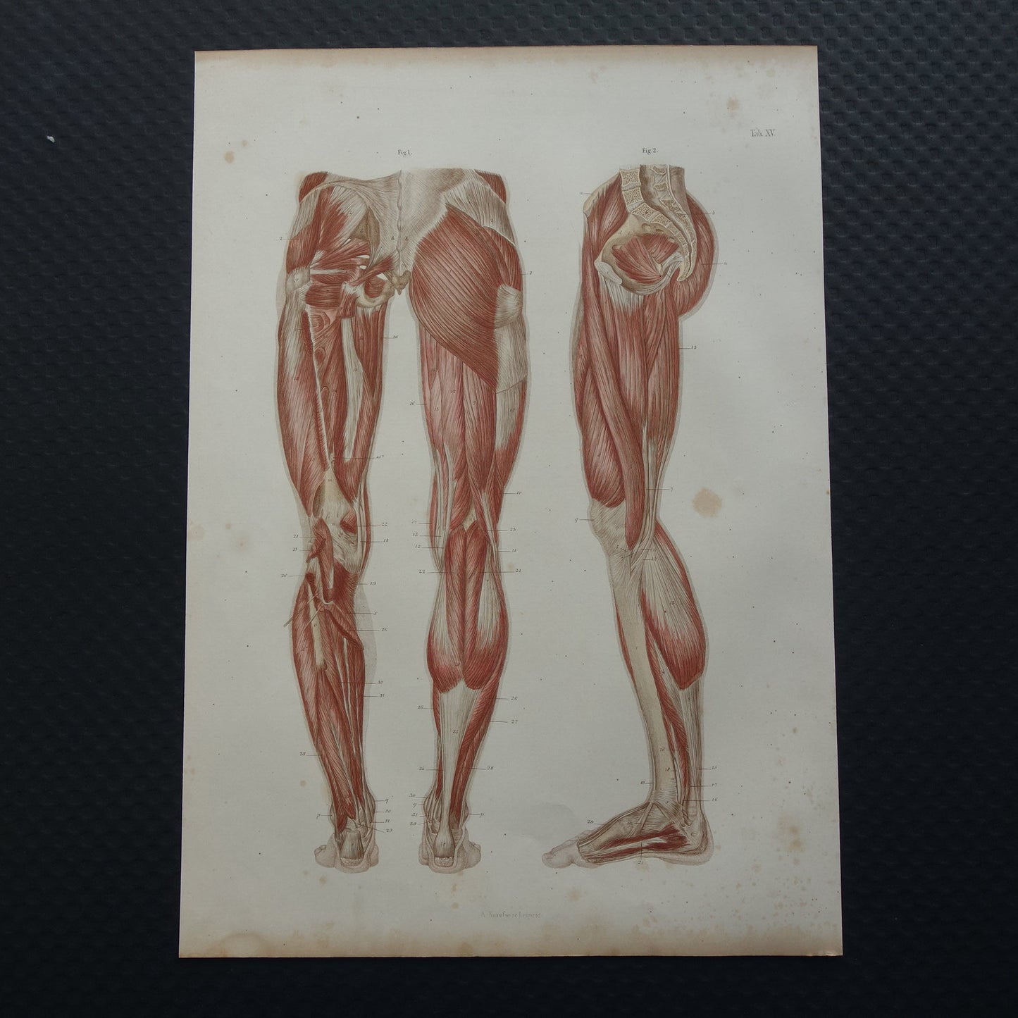BEENSPIEREN Oude anatomie prent 1871 Originele antieke gravure benen spier posterior Vintage anatomische illustratie