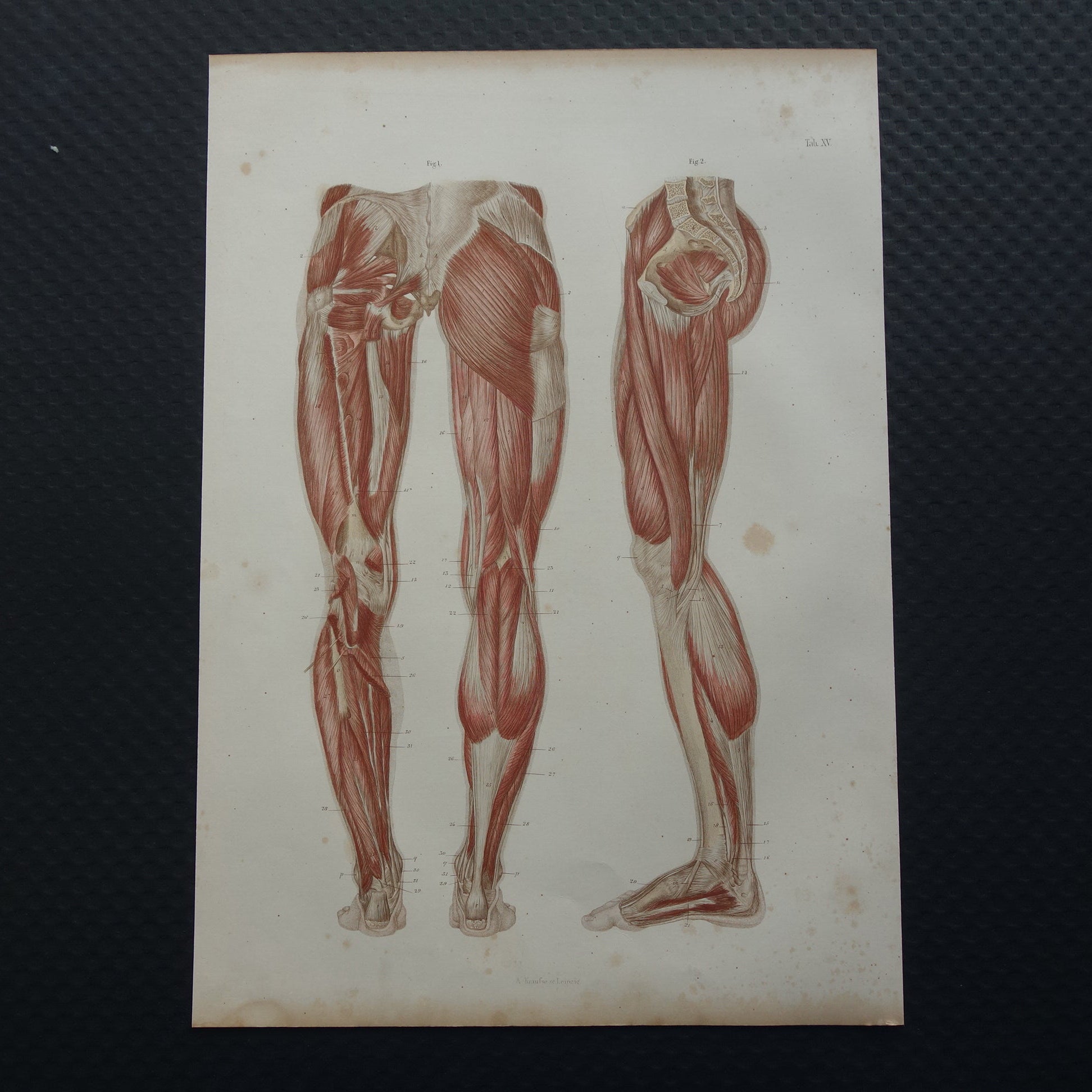 BEENSPIEREN Oude anatomie prent 1871 Originele antieke gravure benen spier posterior Vintage anatomische illustratie