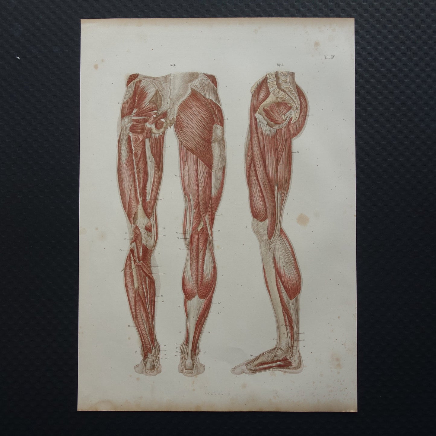 beenspieren gravure