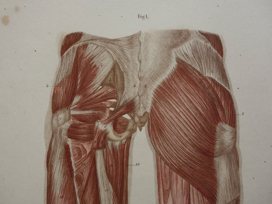 BEENSPIEREN Oude anatomie prent 1871 Originele antieke gravure benen spier posterior Vintage anatomische illustratie