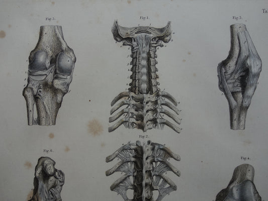 Oude anatomie print 1871 Antieke prent Nek Knie Voet Vintage anatomische illustratie Botten