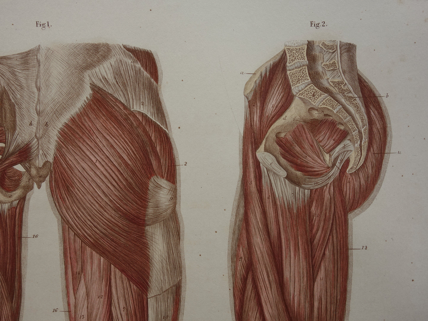 BEENSPIEREN Oude anatomie prent 1871 Originele antieke gravure benen spier posterior Vintage anatomische illustratie
