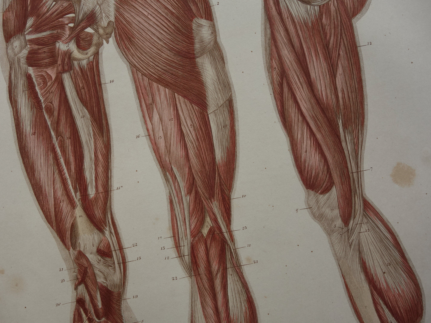 BEENSPIEREN Oude anatomie prent 1871 Originele antieke gravure benen spier posterior Vintage anatomische illustratie