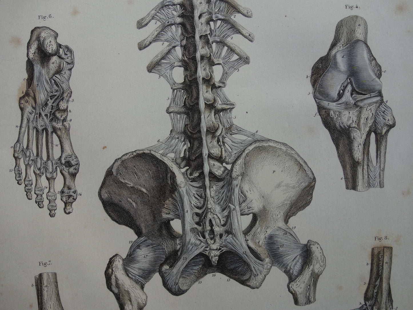 Oude anatomie print 1871 Antieke prent Nek Knie Voet Vintage anatomische illustratie Botten