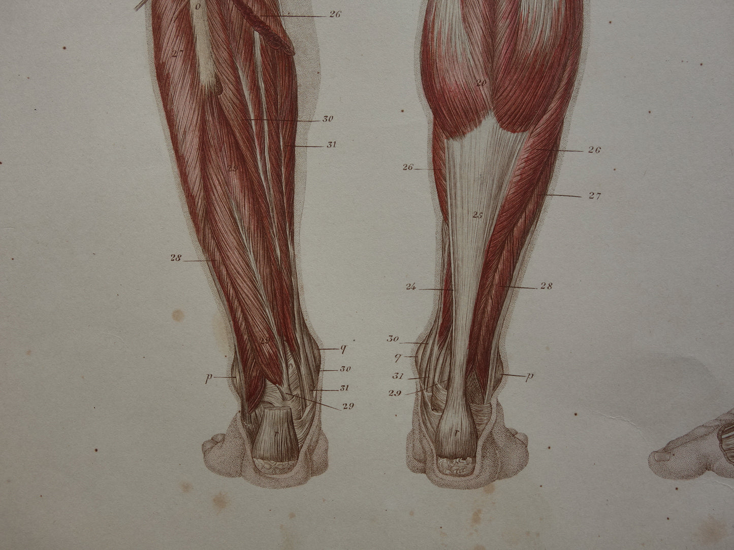 BEENSPIEREN Oude anatomie prent 1871 Originele antieke gravure benen spier posterior Vintage anatomische illustratie