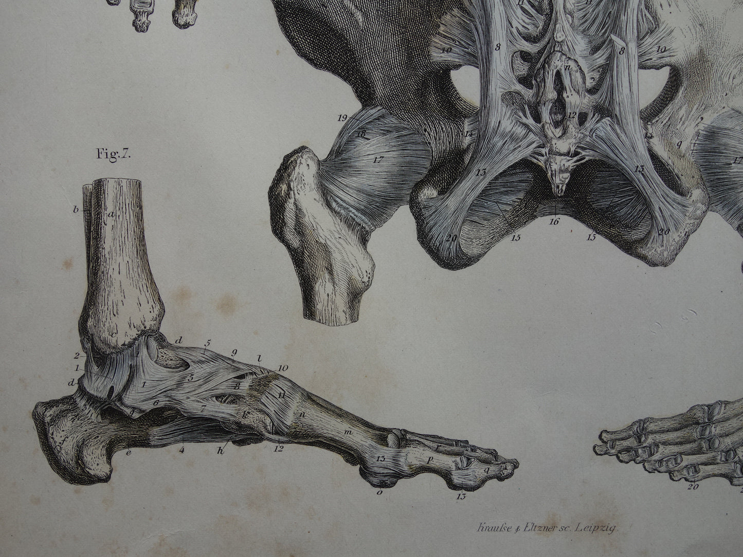 Oude anatomie print 1871 Antieke prent Nek Knie Voet Vintage anatomische illustratie Botten