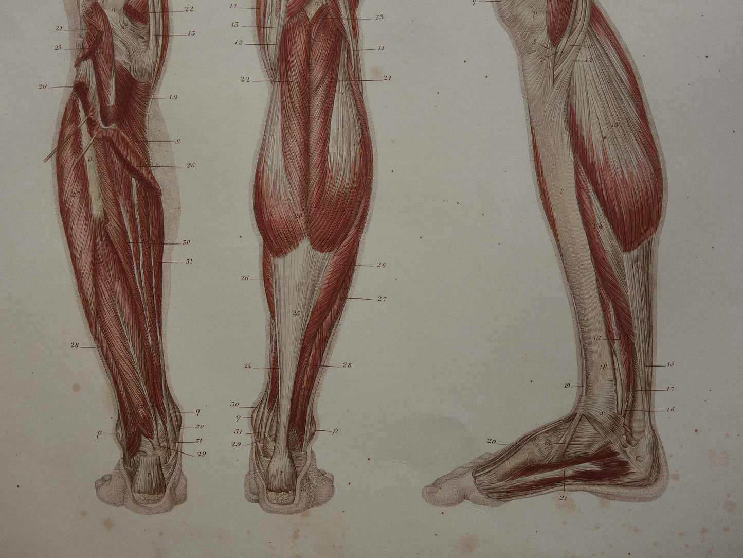 BEENSPIEREN Oude anatomie prent 1871 Originele antieke gravure benen spier posterior Vintage anatomische illustratie