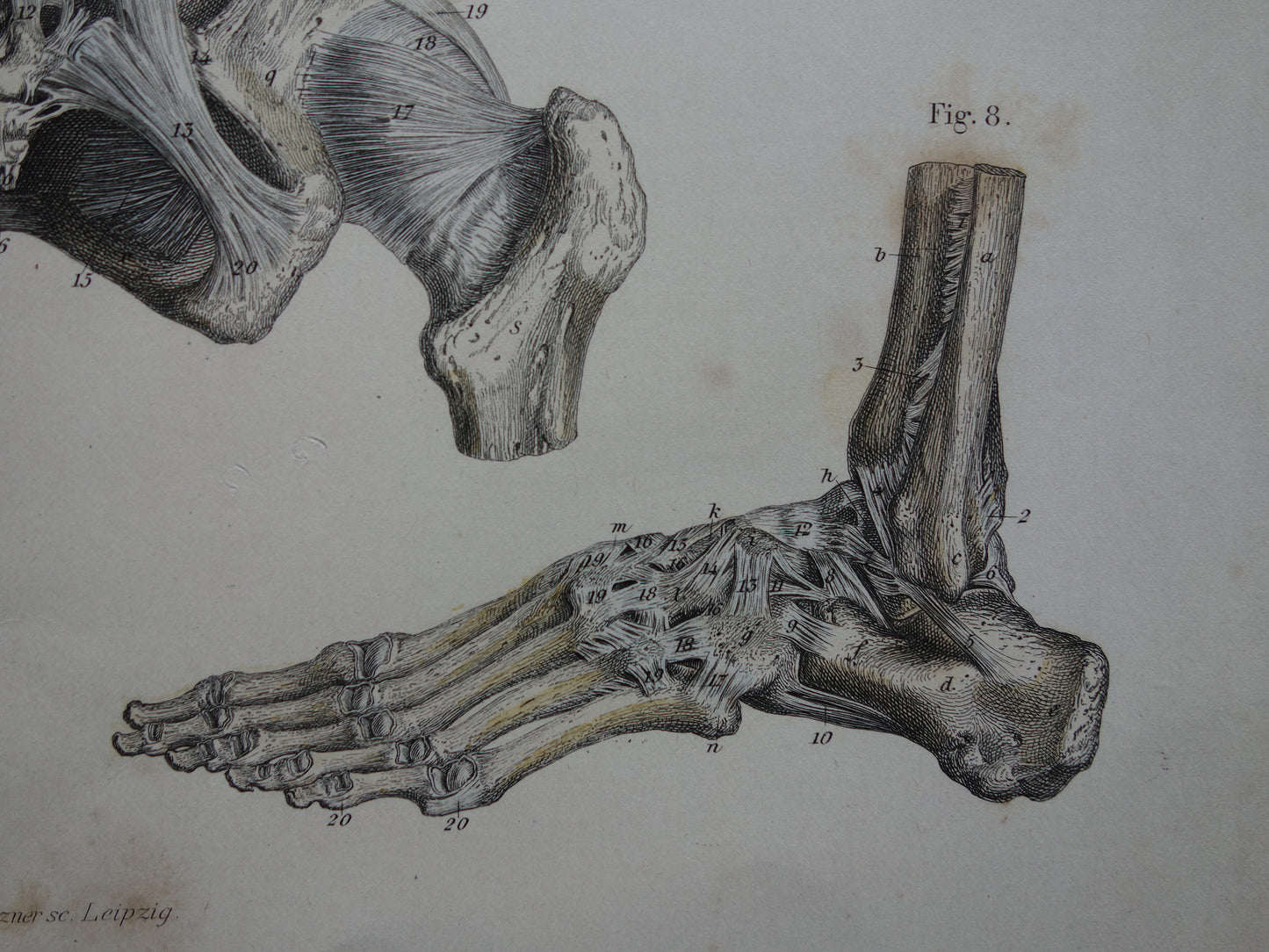 Oude anatomie print 1871 Antieke prent Nek Knie Voet Vintage anatomische illustratie Botten