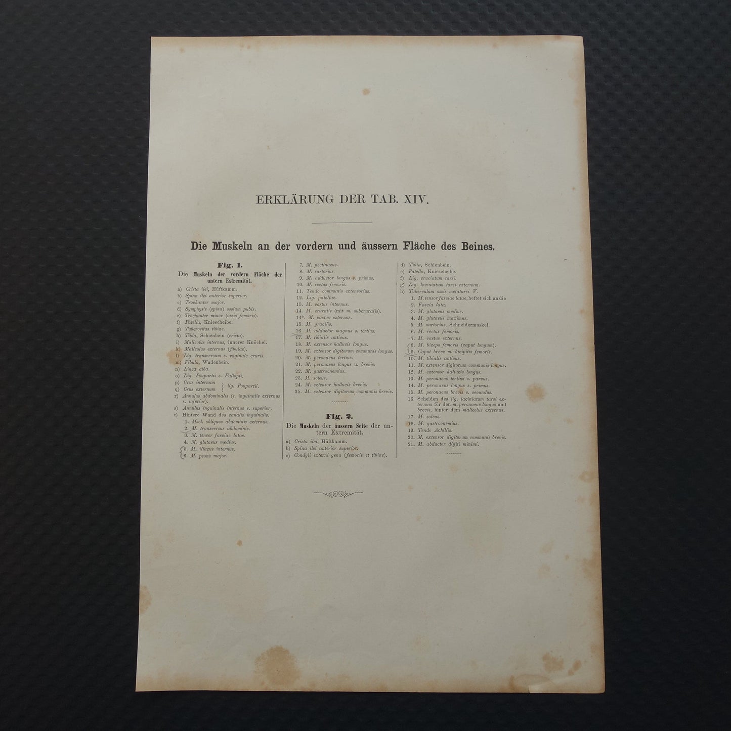 BEENSPIEREN Oude anatomie prent Spieren in het been 1871 Originele antieke gravure benen spier Vintage anatomische illustratie