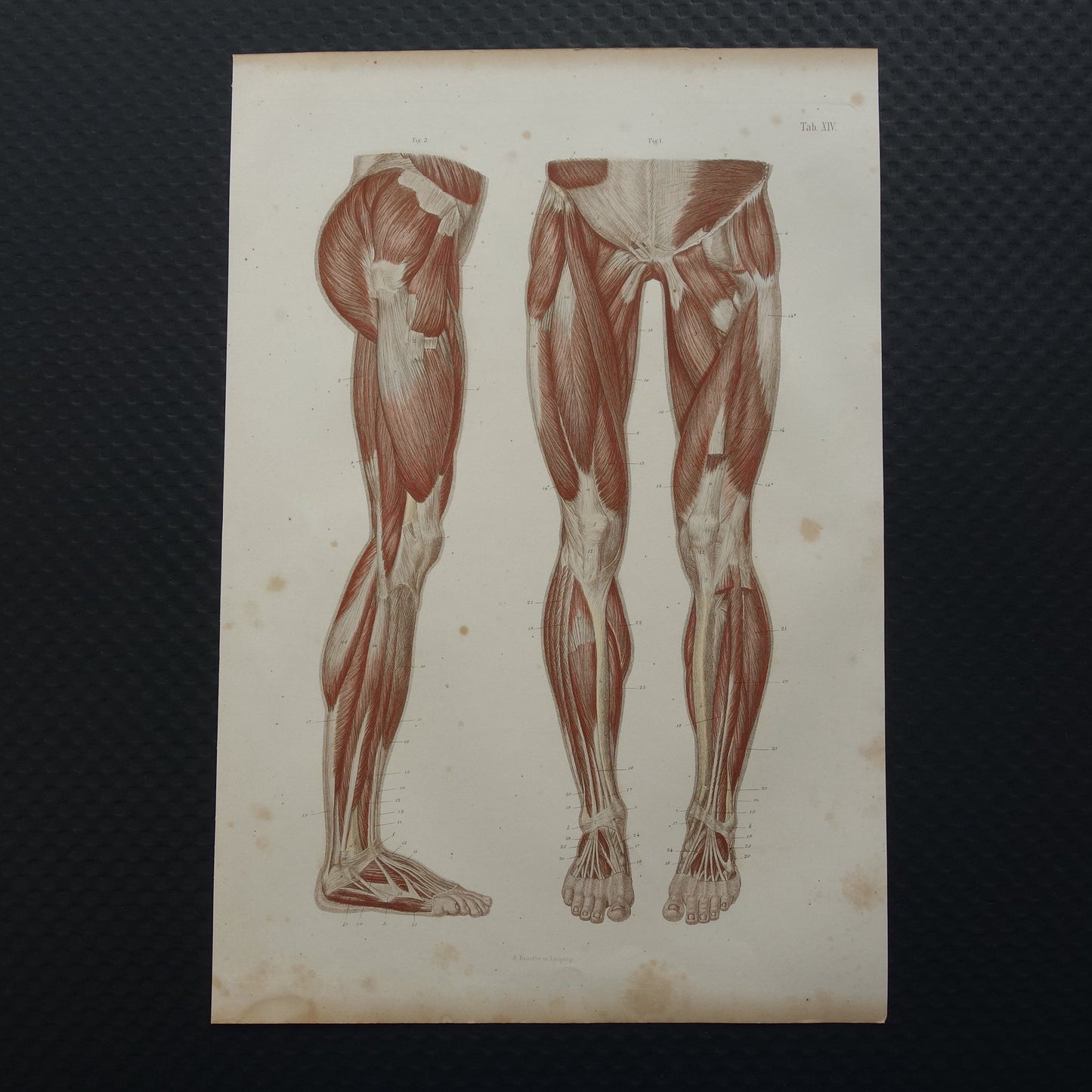 BEENSPIEREN Oude anatomie prent Spieren in het been 1871 Originele antieke gravure benen spier Vintage anatomische illustratie