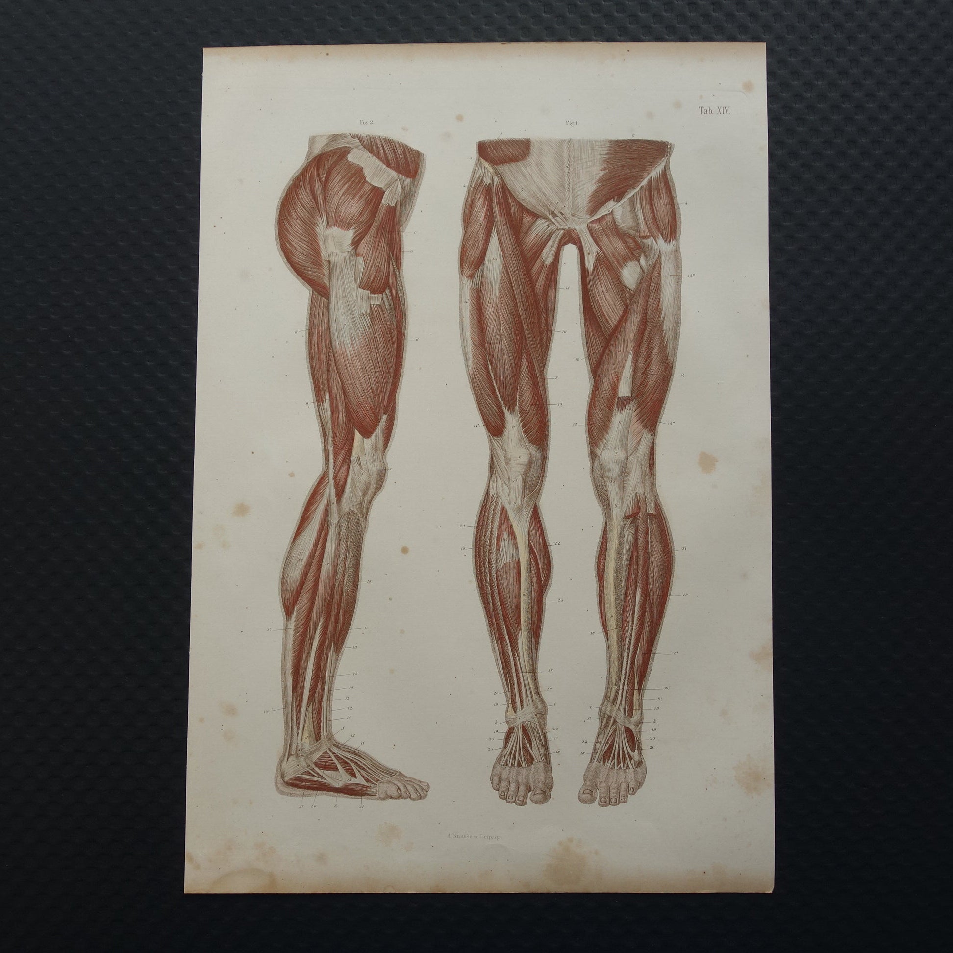 BEENSPIEREN Oude anatomie prent Spieren in het been 1871 Originele antieke gravure benen spier Vintage anatomische illustratie