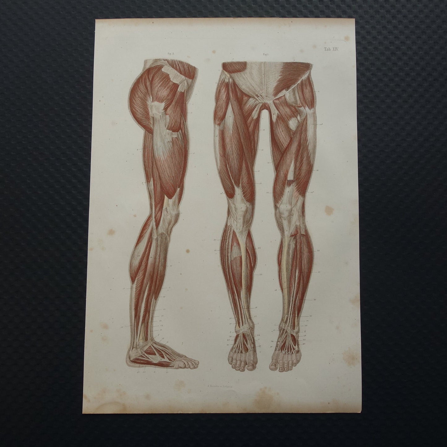 beenspieren posterior gravure