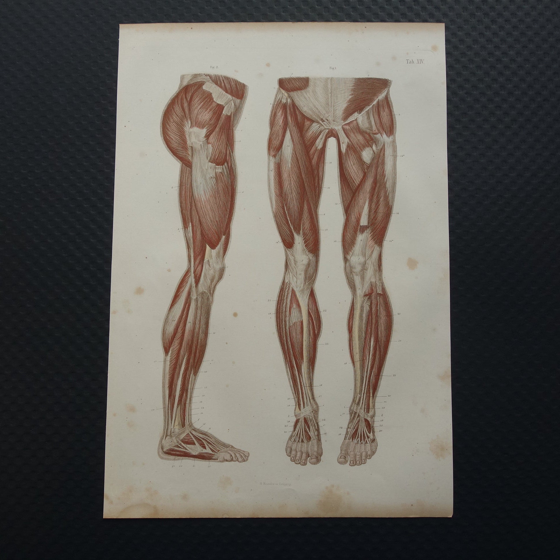 beenspieren posterior gravure