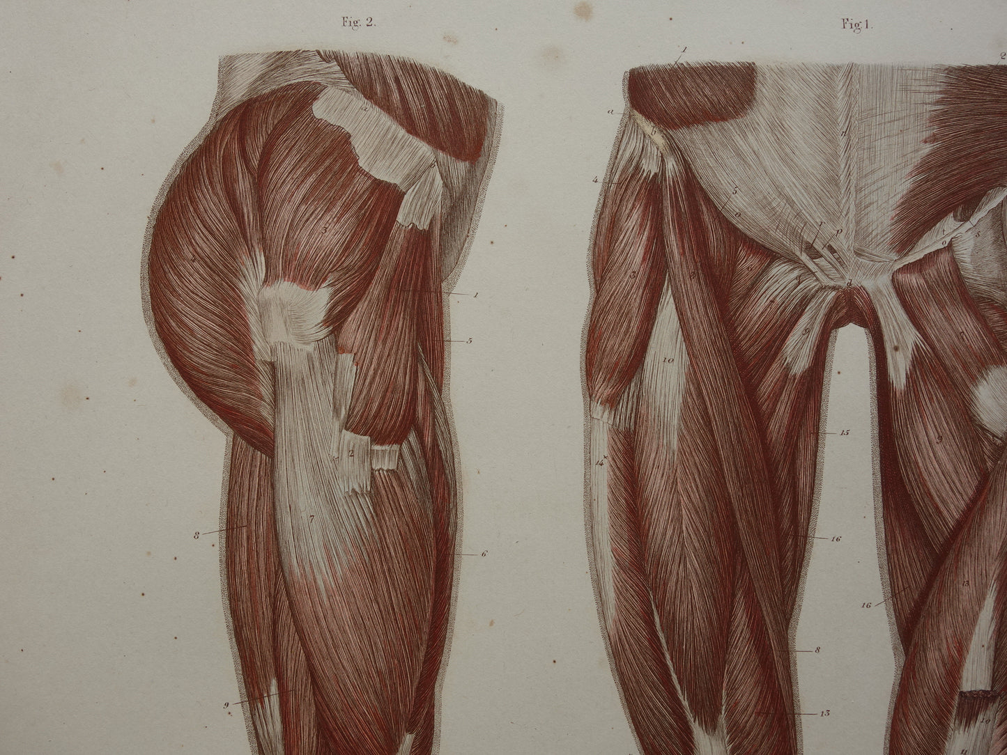 BEENSPIEREN Oude anatomie prent Spieren in het been 1871 Originele antieke gravure benen spier Vintage anatomische illustratie