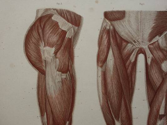 BEENSPIEREN Oude anatomie prent Spieren in het been 1871 Originele antieke gravure benen spier Vintage anatomische illustratie