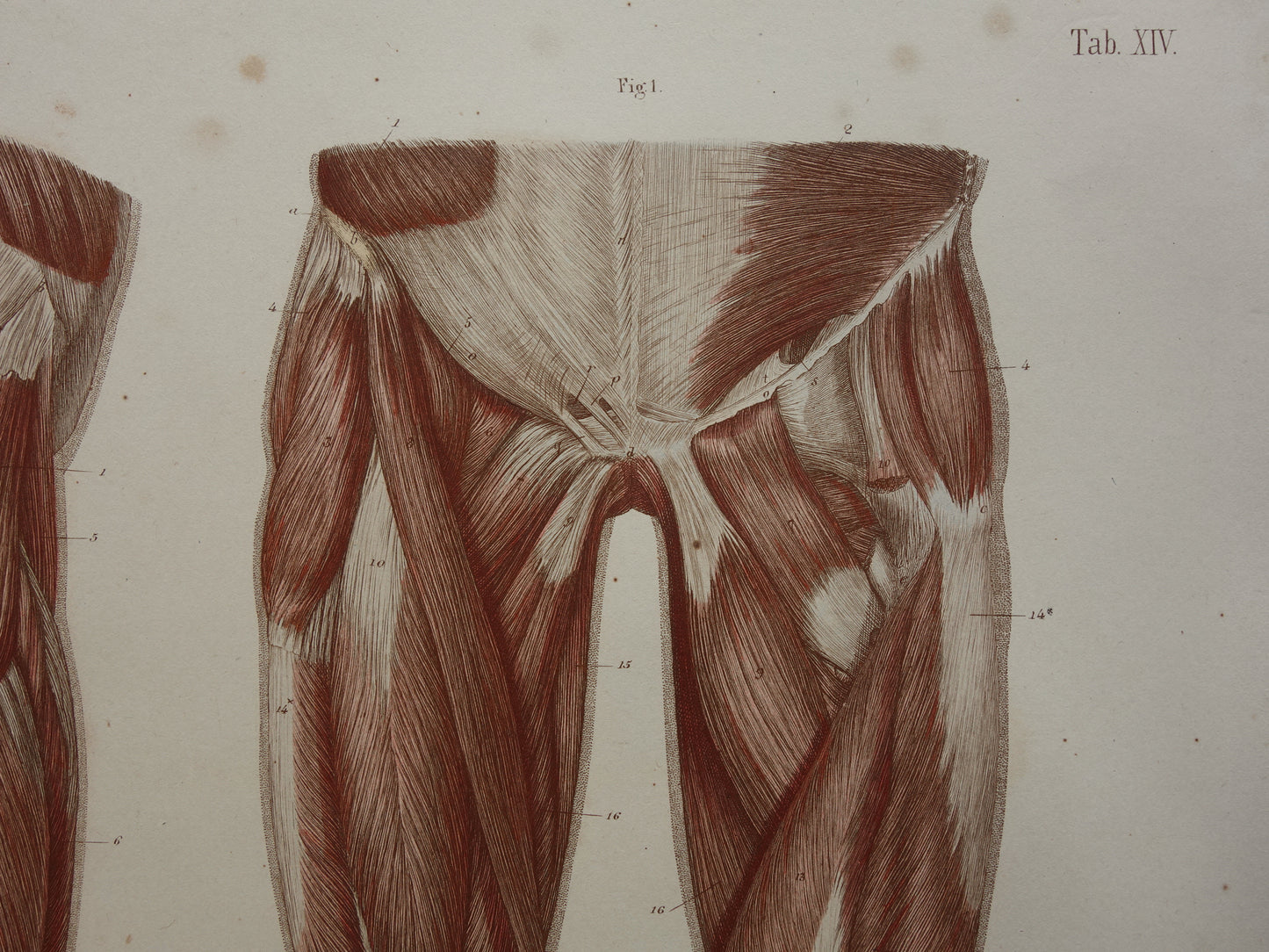 BEENSPIEREN Oude anatomie prent Spieren in het been 1871 Originele antieke gravure benen spier Vintage anatomische illustratie