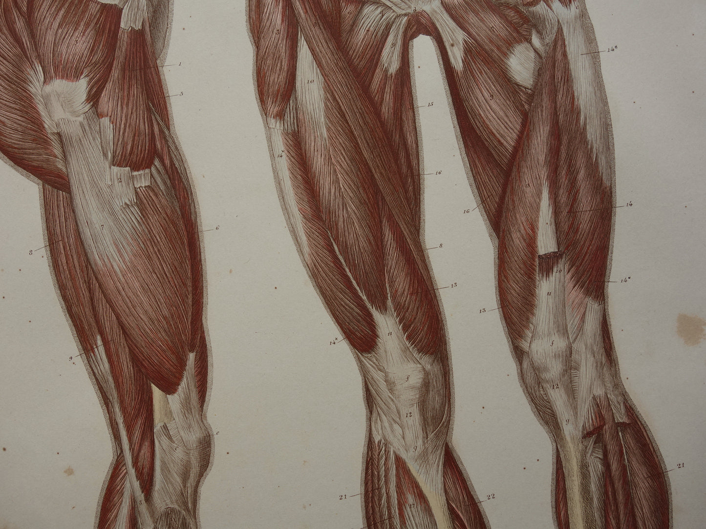BEENSPIEREN Oude anatomie prent Spieren in het been 1871 Originele antieke gravure benen spier Vintage anatomische illustratie