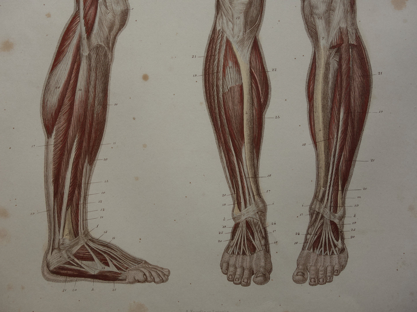 BEENSPIEREN Oude anatomie prent Spieren in het been 1871 Originele antieke gravure benen spier Vintage anatomische illustratie