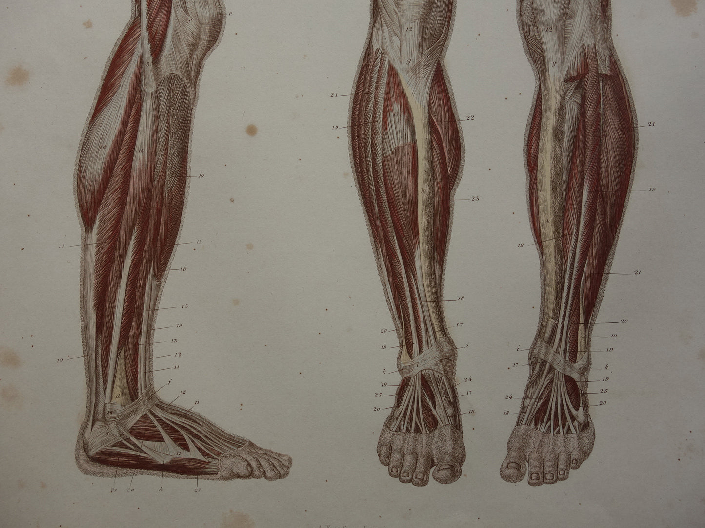 BEENSPIEREN Oude anatomie prent Spieren in het been 1871 Originele antieke gravure benen spier Vintage anatomische illustratie