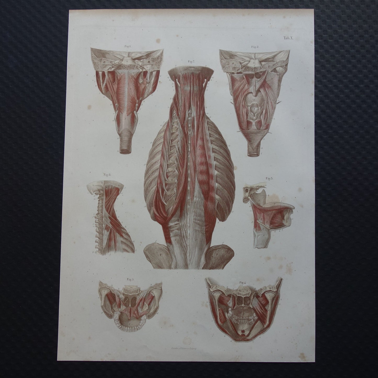 Spieren Oude anatomie print 1871 Kaakspieren Nekspieren Rugspieren Antieke prent Vintage anatomische illustratie Nek Kaak Rug