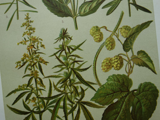 CANNABIS Oude botanische prent van Hennep  Cannabis Sativa Hop planten uit 1911 originele antieke illustratie