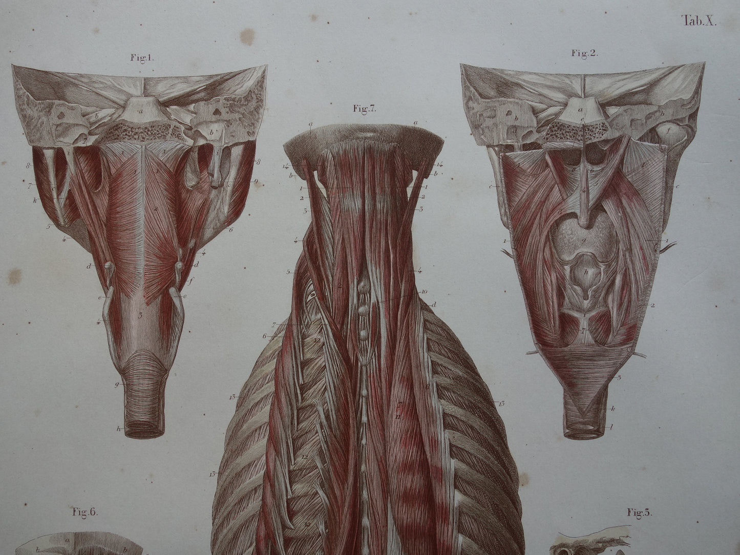 Spieren Oude anatomie print 1871 Kaakspieren Nekspieren Rugspieren Antieke prent Vintage anatomische illustratie Nek Kaak Rug