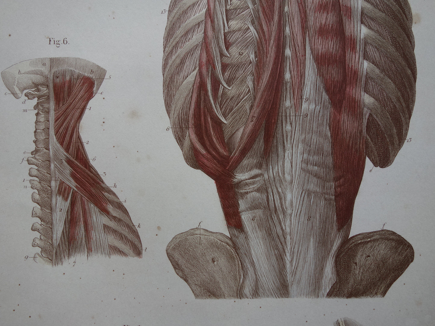 Spieren Oude anatomie print 1871 Kaakspieren Nekspieren Rugspieren Antieke prent Vintage anatomische illustratie Nek Kaak Rug