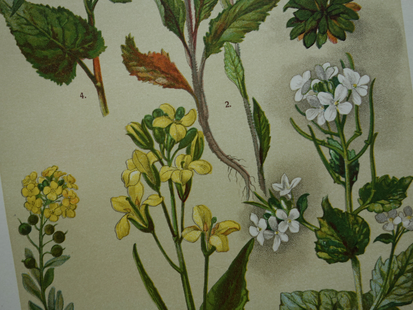 vintage muurdecoratie bloemen planten prenten
