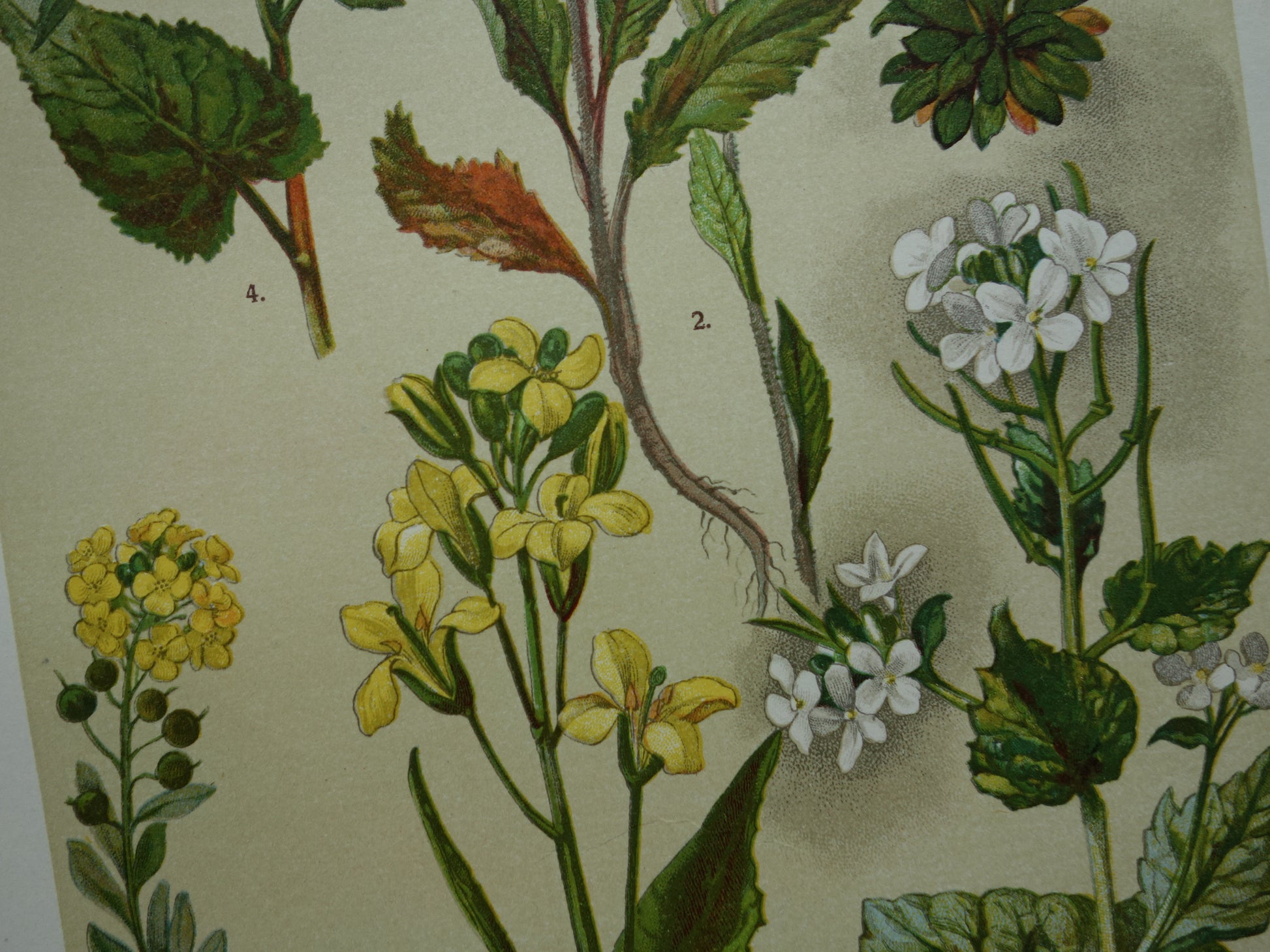 vintage muurdecoratie bloemen planten prenten
