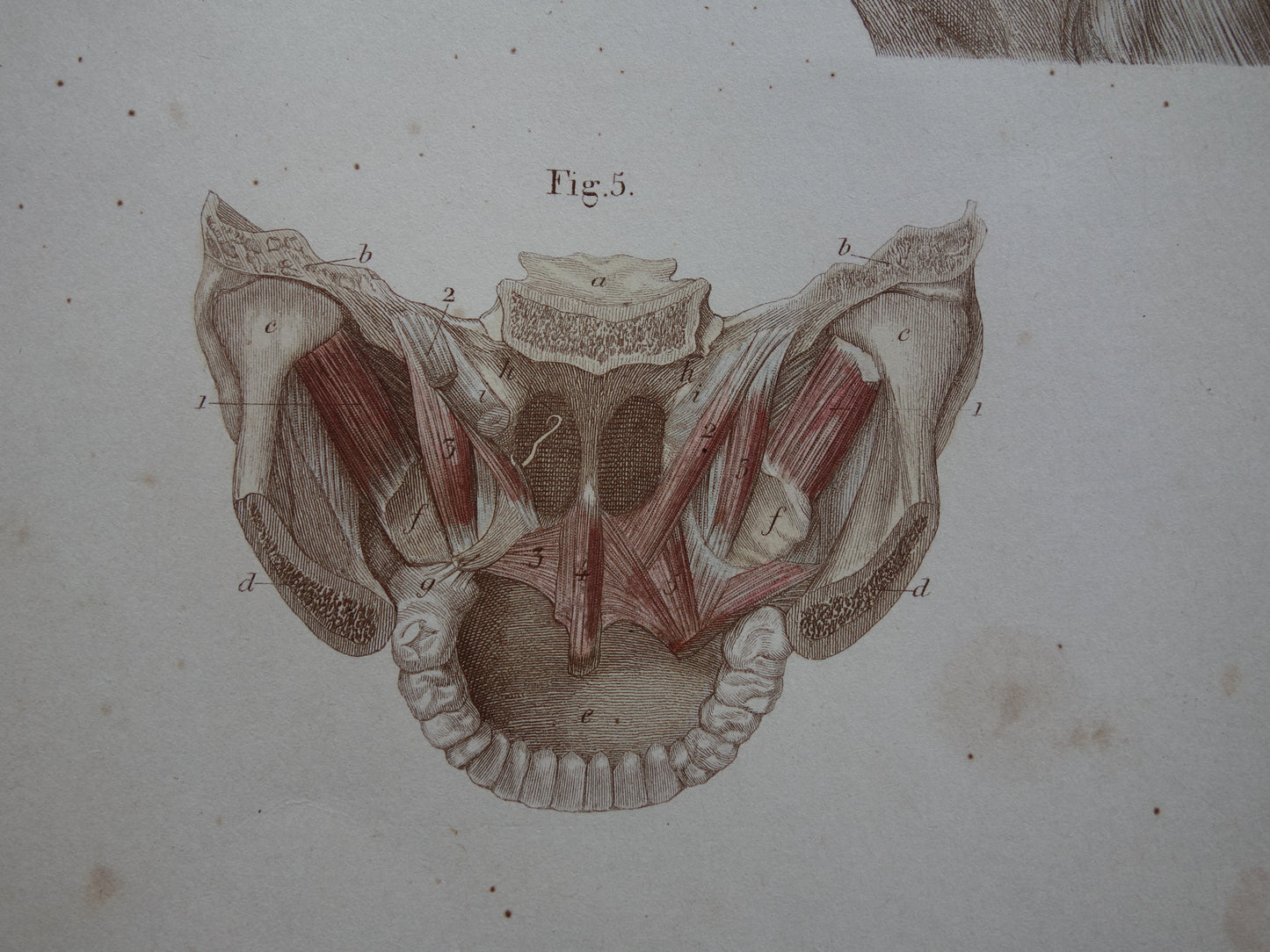 Spieren Oude anatomie print 1871 Kaakspieren Nekspieren Rugspieren Antieke prent Vintage anatomische illustratie Nek Kaak Rug