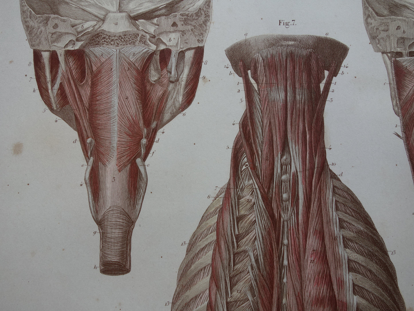 Spieren Oude anatomie print 1871 Kaakspieren Nekspieren Rugspieren Antieke prent Vintage anatomische illustratie Nek Kaak Rug