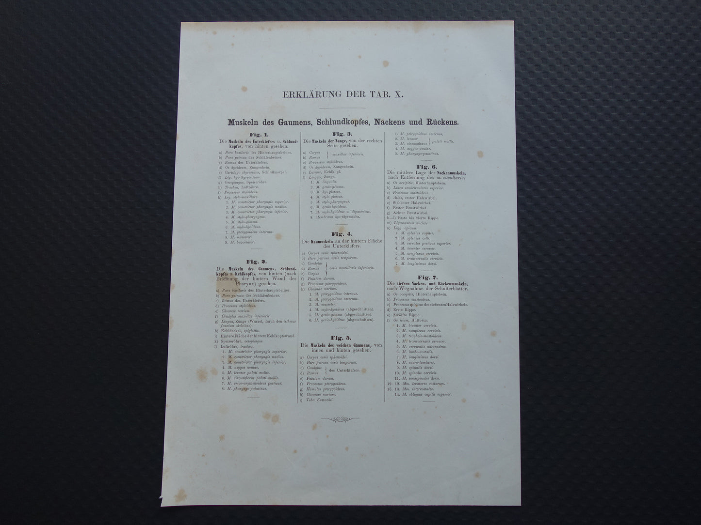 Spieren Oude anatomie print 1871 Kaakspieren Nekspieren Rugspieren Antieke prent Vintage anatomische illustratie Nek Kaak Rug