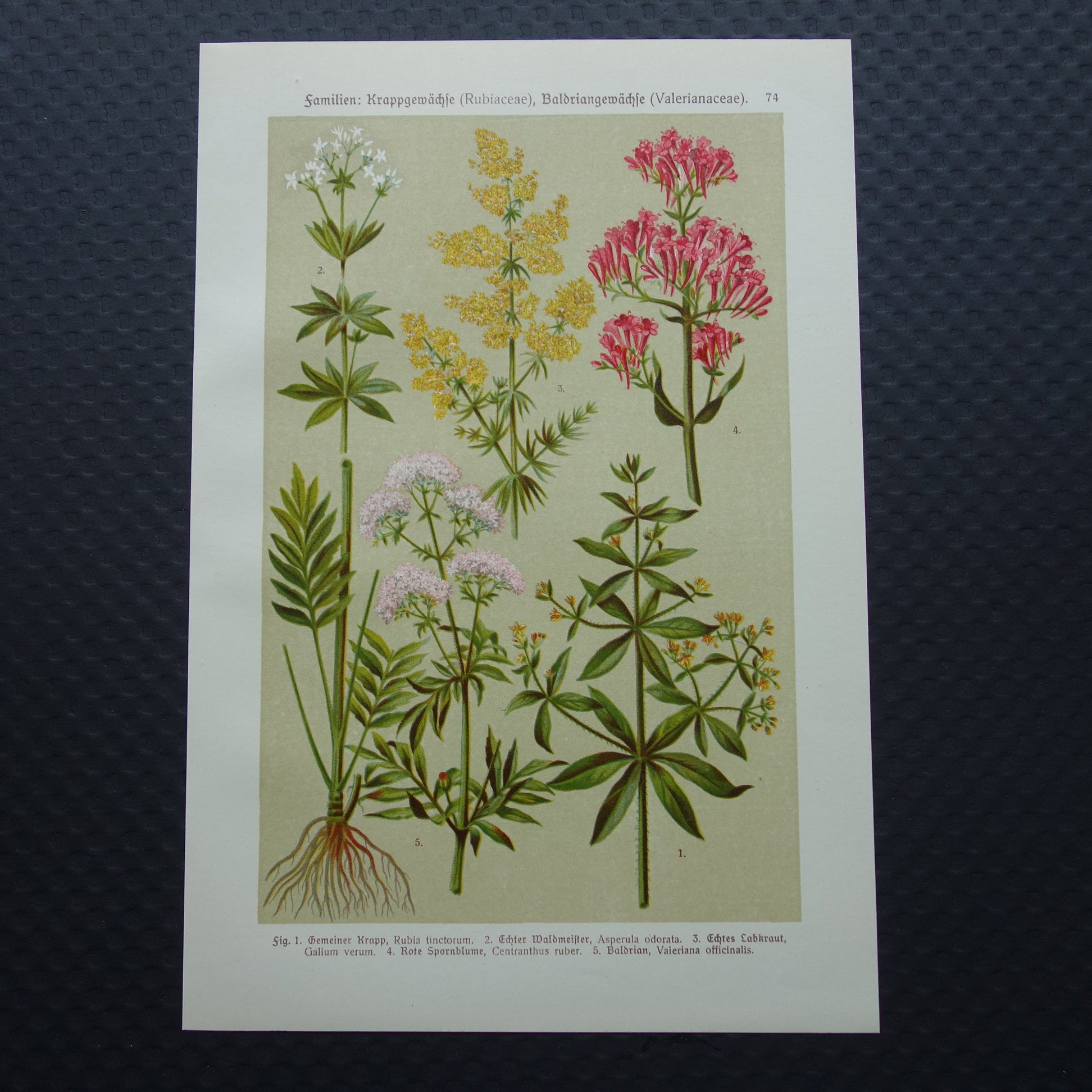 VALERIAAN Oude botanische prent 1911 originele antieke illustratie Geel Walstro botanie prenten bloemen