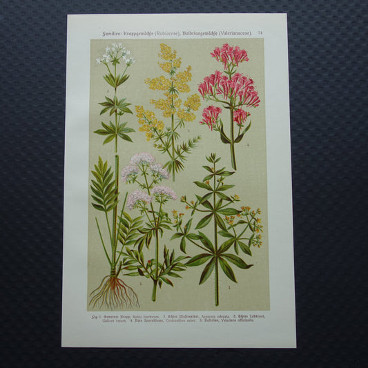 VALERIAAN Oude botanische prent 1911 originele antieke illustratie Geel Walstro botanie prenten bloemen
