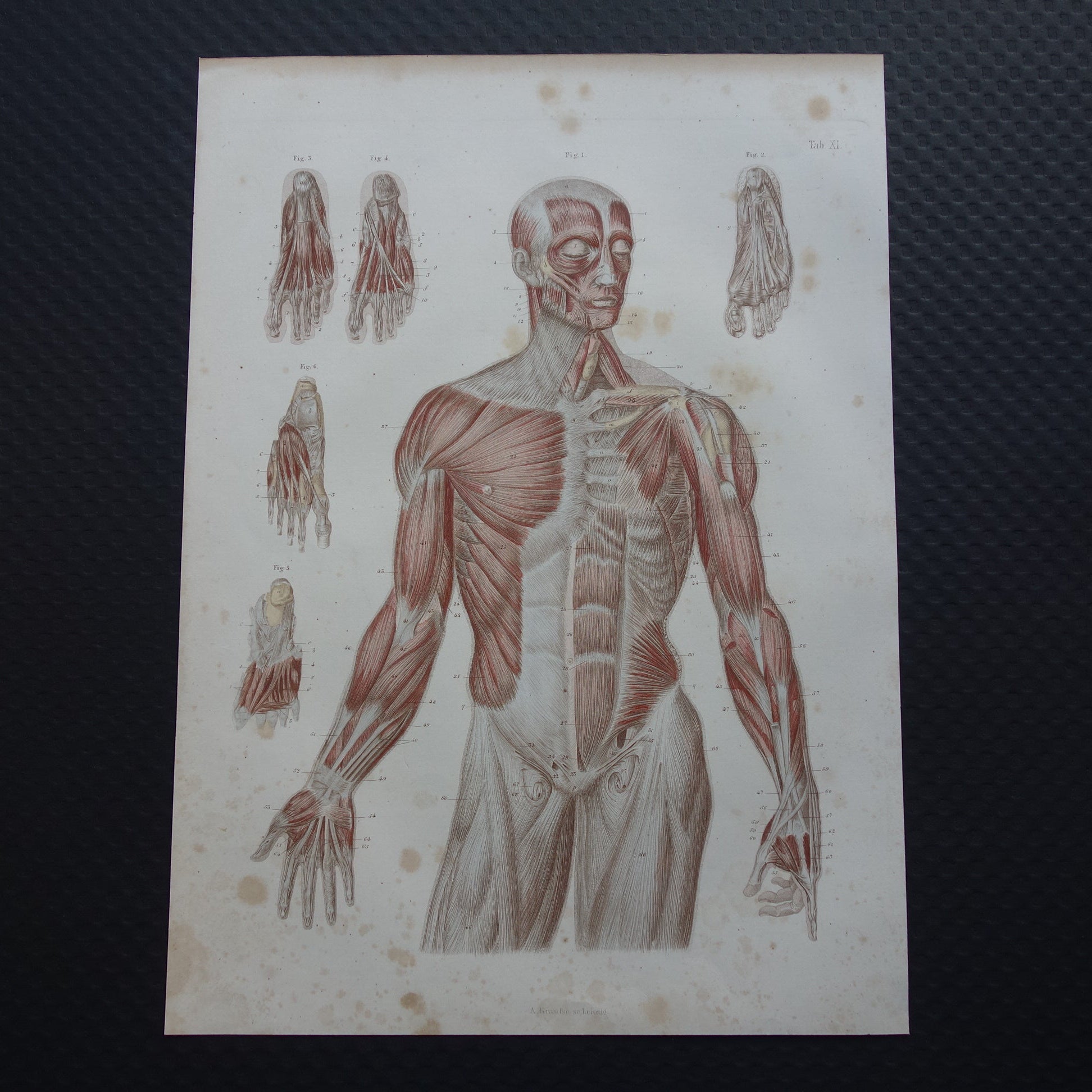 anatomie gravure antiek te koop