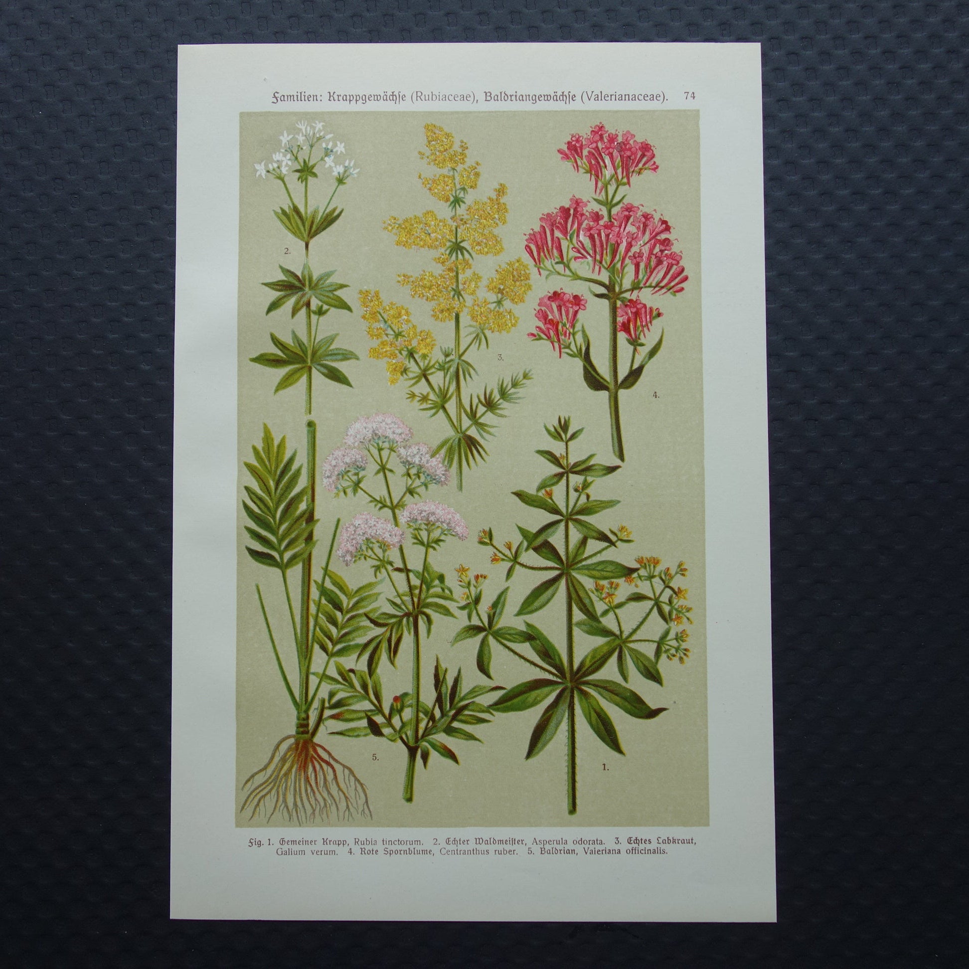 valeriaan illustratie vintage