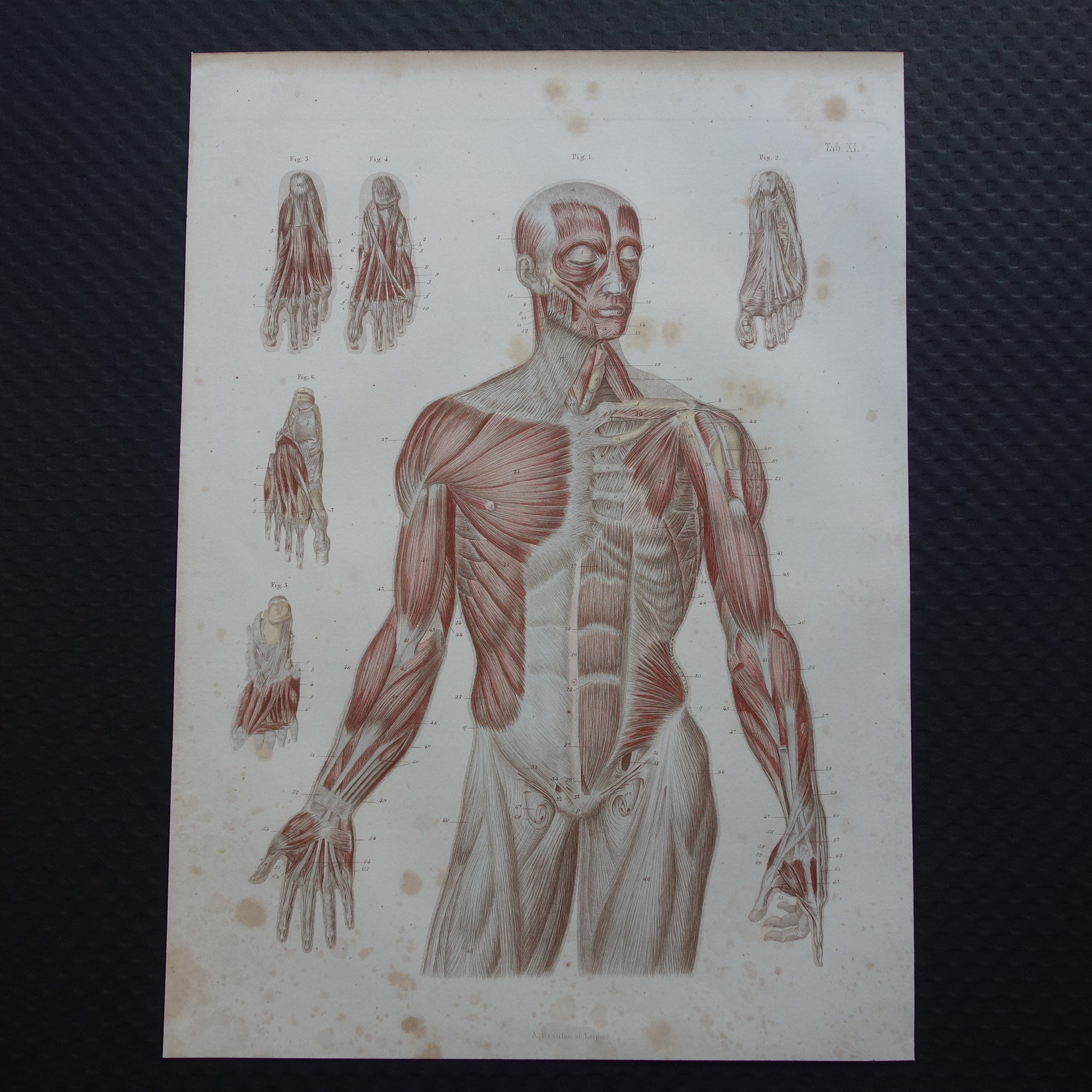 Spieren Oude anatomie print 1871 Torso Voet Voeten Antieke prent Vintage anatomische illustratie Spier