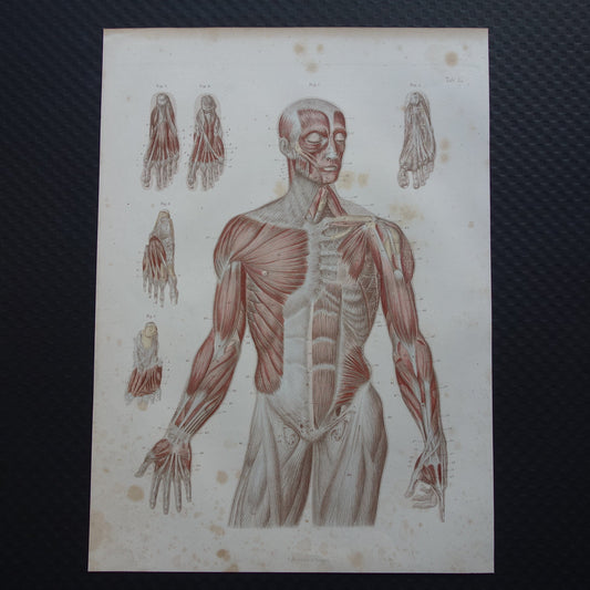Spieren Oude anatomie print 1871 Torso Voet Voeten Antieke prent Vintage anatomische illustratie Spier