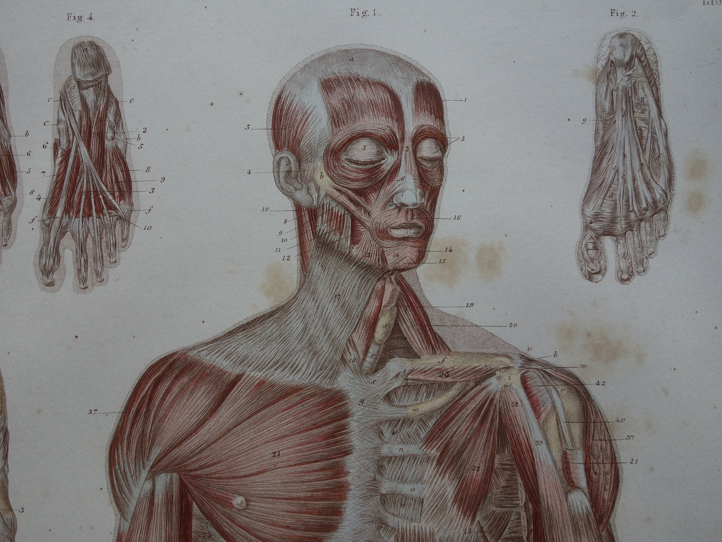 Spieren Oude anatomie print 1871 Torso Voet Voeten Antieke prent Vintage anatomische illustratie Spier