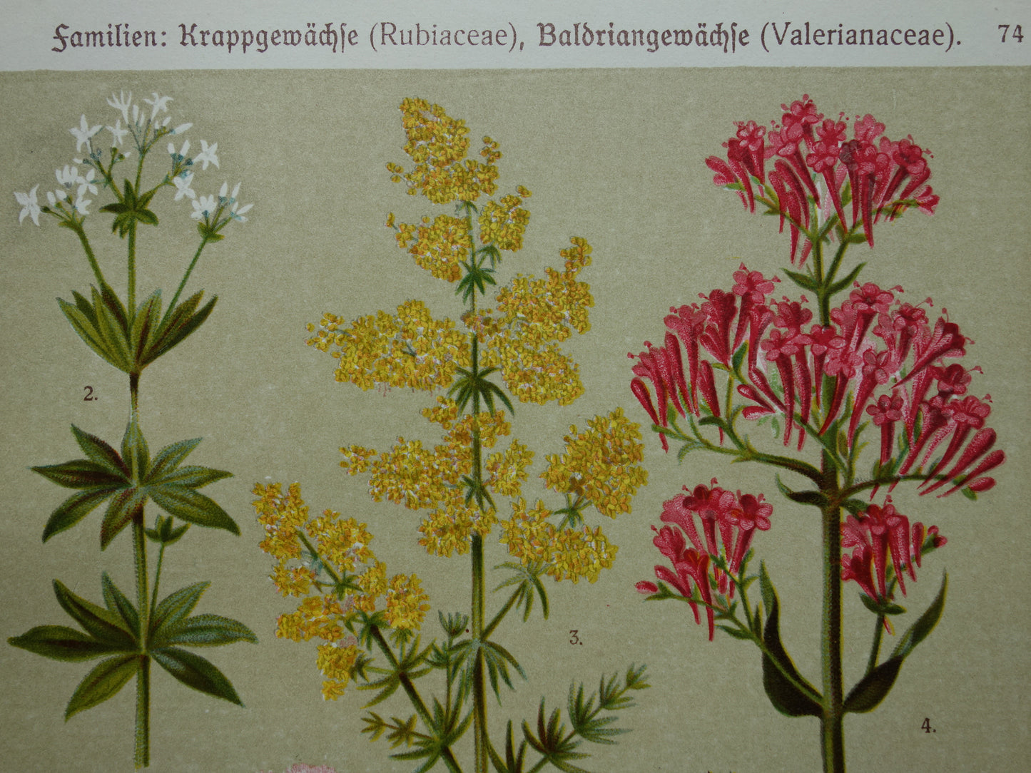 Baldrian, alter botanischer Druck von 1911, originale antike Illustration, Gelbes Labkraut, botanische Drucke, Blumen