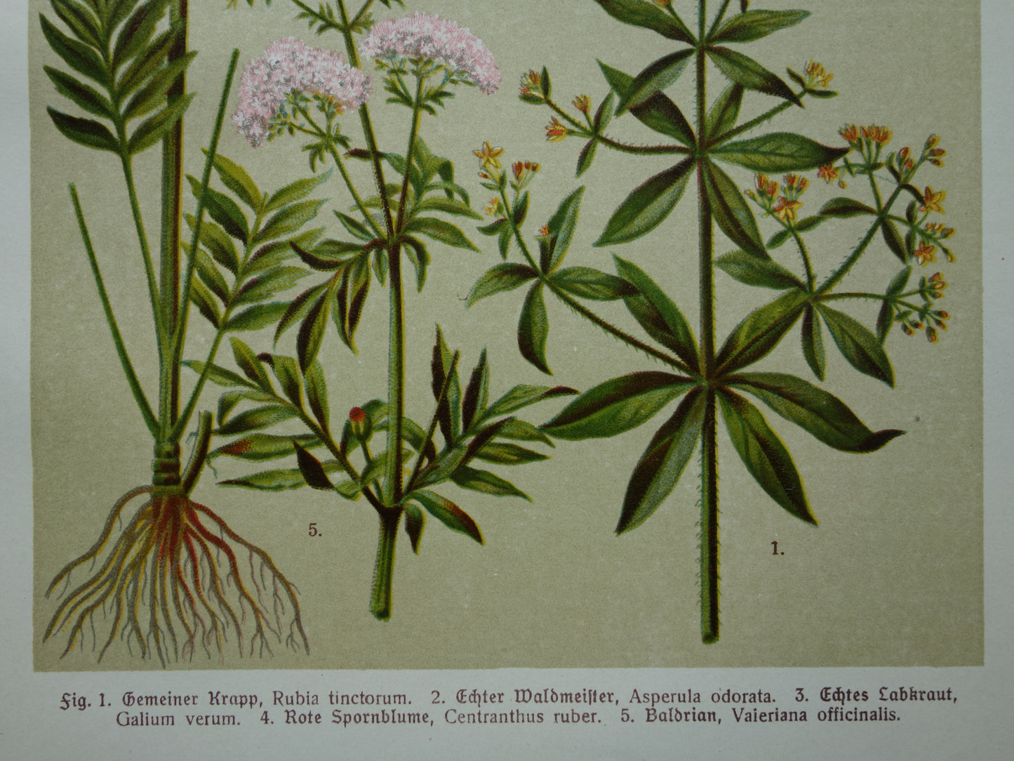 Baldrian, alter botanischer Druck von 1911, originale antike Illustration, Gelbes Labkraut, botanische Drucke, Blumen