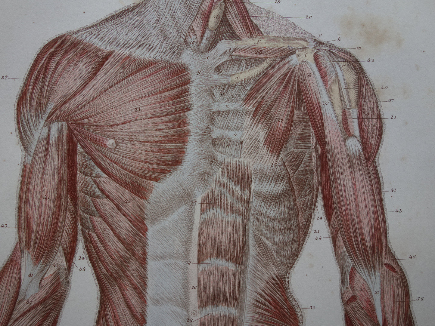 Spieren Oude anatomie print 1871 Torso Voet Voeten Antieke prent Vintage anatomische illustratie Spier