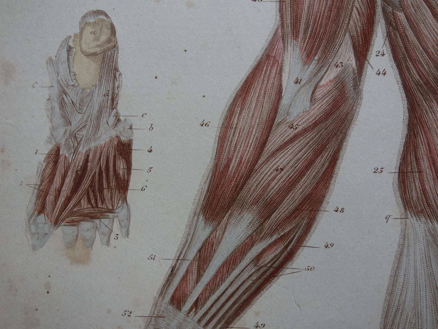 Spieren Oude anatomie print 1871 Torso Voet Voeten Antieke prent Vintage anatomische illustratie Spier