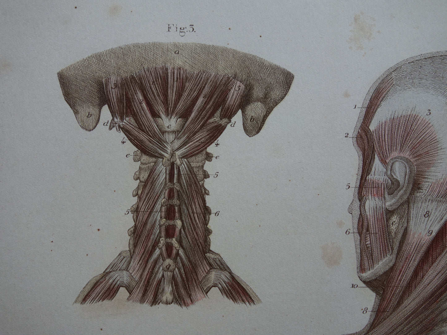 Antieke anatomie print spieren rug 1871 Torso Nek Antieke prent Vintage anatomische illustratie rugspieren