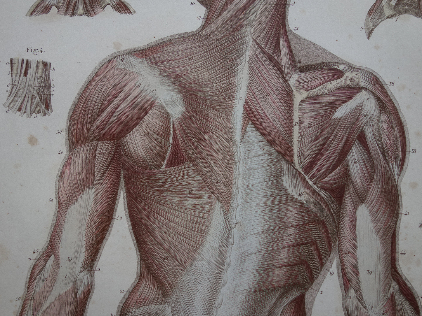 Antieke anatomie print spieren rug 1871 Torso Nek Antieke prent Vintage anatomische illustratie rugspieren