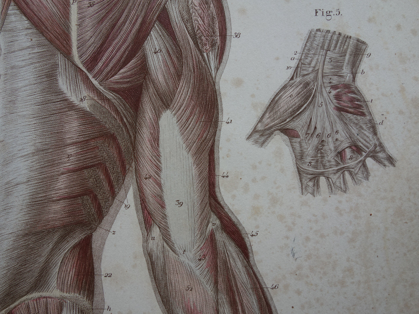 Antieke anatomie print spieren rug 1871 Torso Nek Antieke prent Vintage anatomische illustratie rugspieren