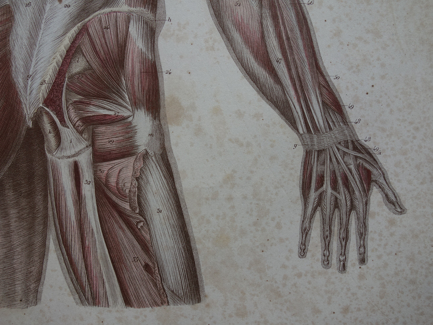 Antieke anatomie print spieren rug 1871 Torso Nek Antieke prent Vintage anatomische illustratie rugspieren