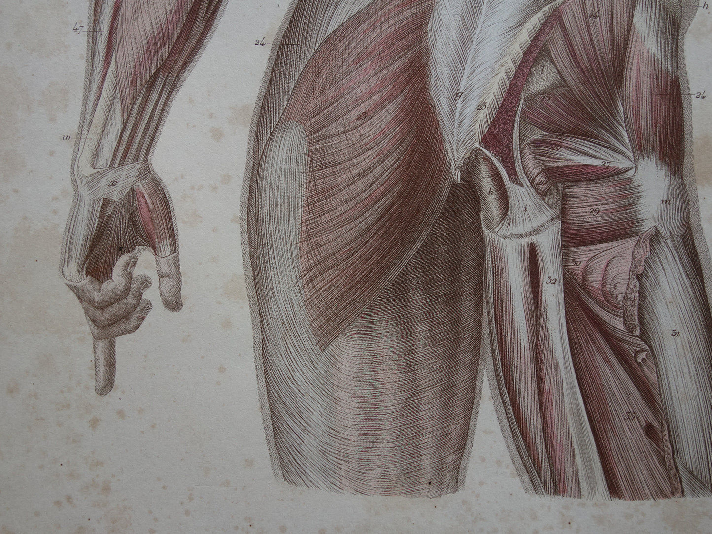 Antieke anatomie print spieren rug 1871 Torso Nek Antieke prent Vintage anatomische illustratie rugspieren