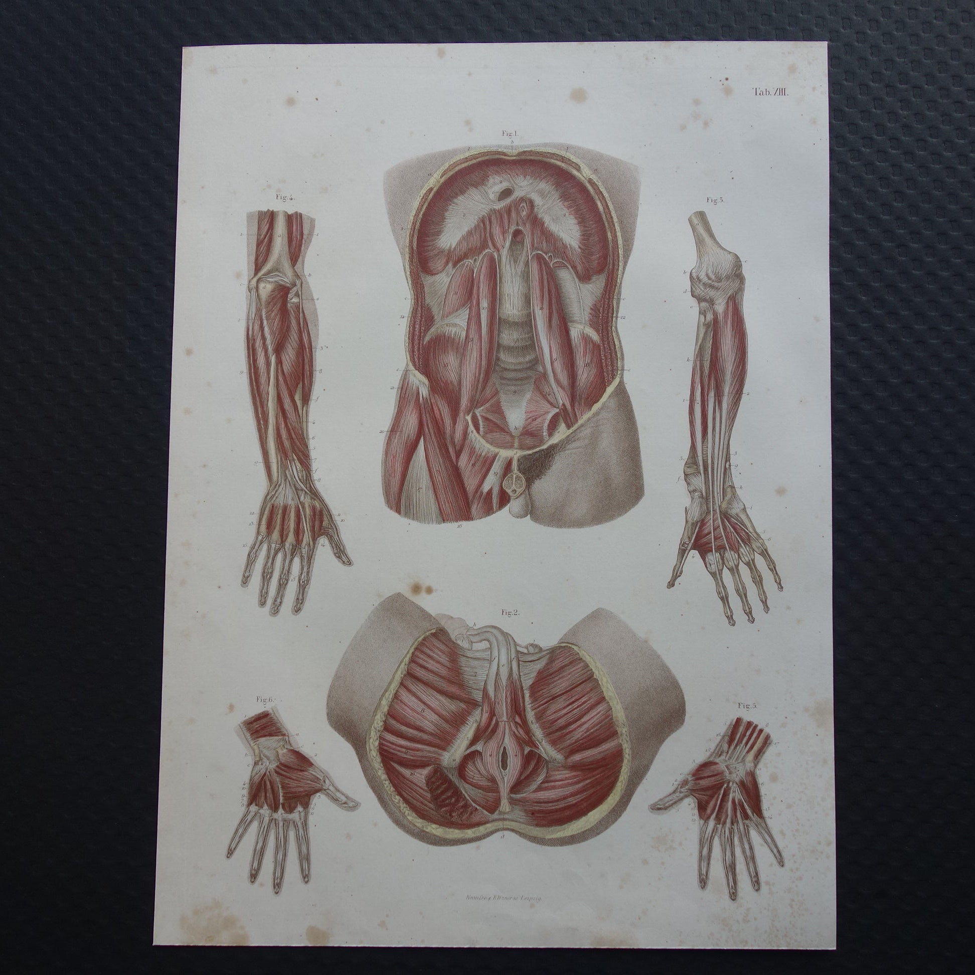 Oude anatomie print buikspieren bekkenbodemspieren 1871 Antieke prent Vintage anatomische illustratie armspieren