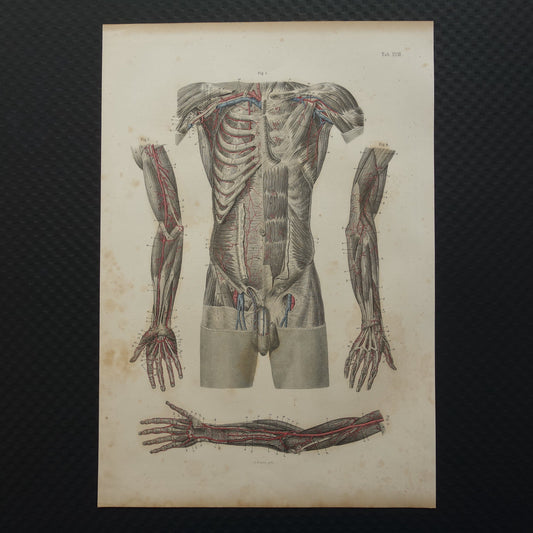 Oude anatomie prent bloedvaten in arm en romp 1871 Originele antieke gravure slagaders Vintage anatomische illustratie